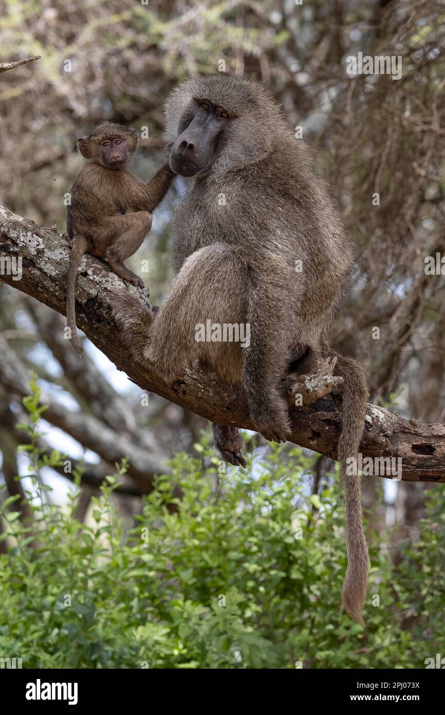 Le babouin d'olive (Papio anubis), jeune animal libère l'animal adulte des parasites, contact avec les yeux, Parc national de Tarangire, Tanzanie Banque D'Images