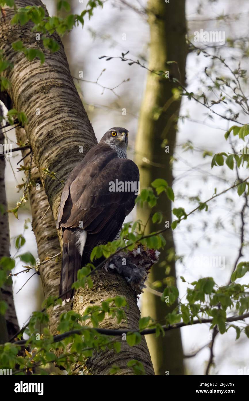 après la recherche réussie... Goshawk ( Accipiter gentilis ), mantes de perfaucon femelles sur les proies Banque D'Images