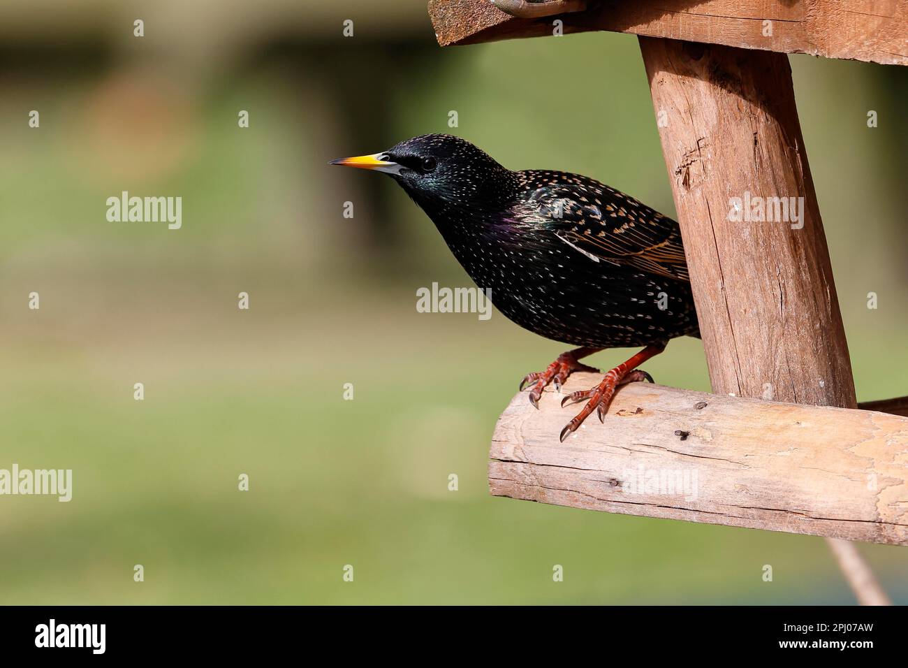 L'esturling commune (Sturnus vulgaris) semble curieusement à l'abri de la mangeoire à oiseaux, Schleswig-Holstein, Allemagne Banque D'Images