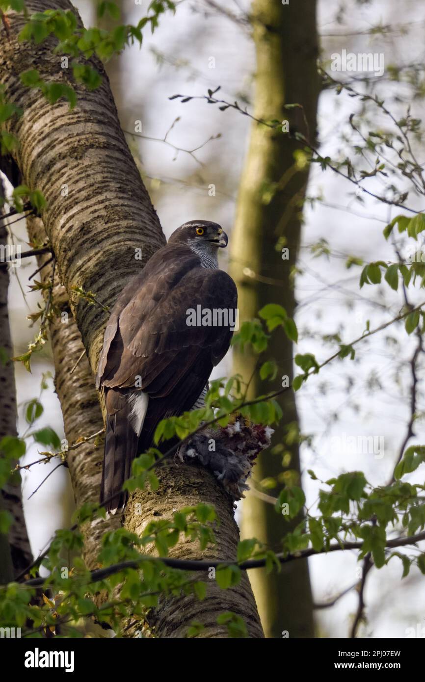 avec des proies... Goshawk ( Accipiter gentilis ), appelant le goshawk féminin après une chasse réussie Banque D'Images