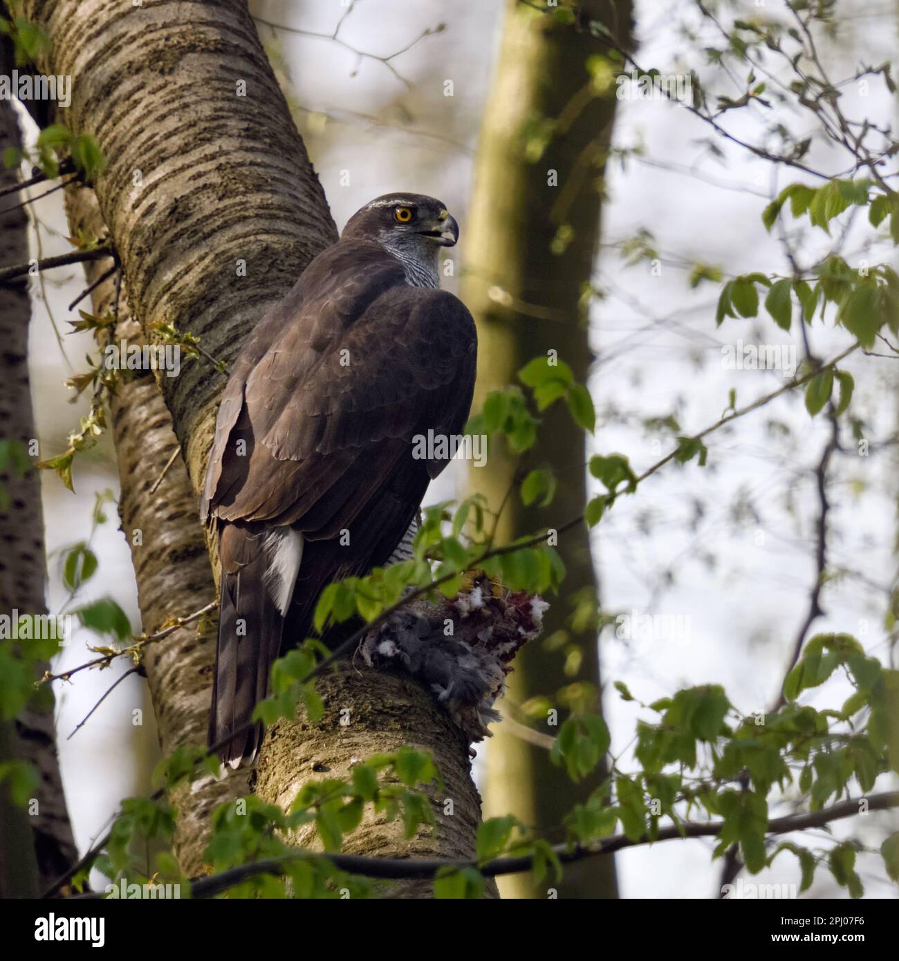 avec des proies... Goshawk ( Accipiter gentilis ), appelant le goshawk féminin après une chasse réussie Banque D'Images