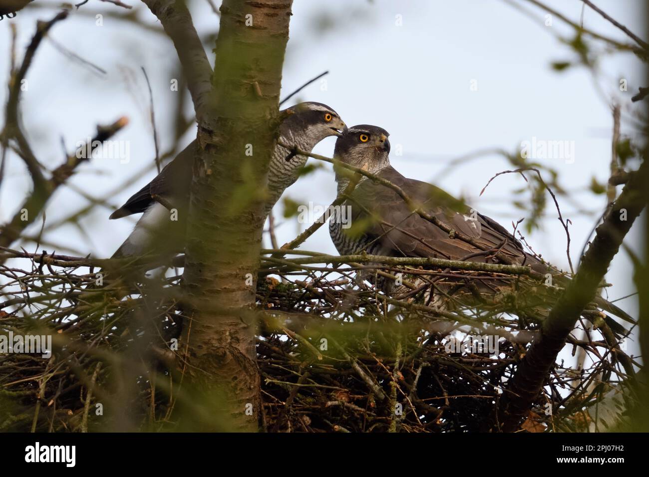 ensemble sur l'eyrie... Goshawk ( Accipiter gentilis ), paire de palombes se préparant à la reproduction Banque D'Images