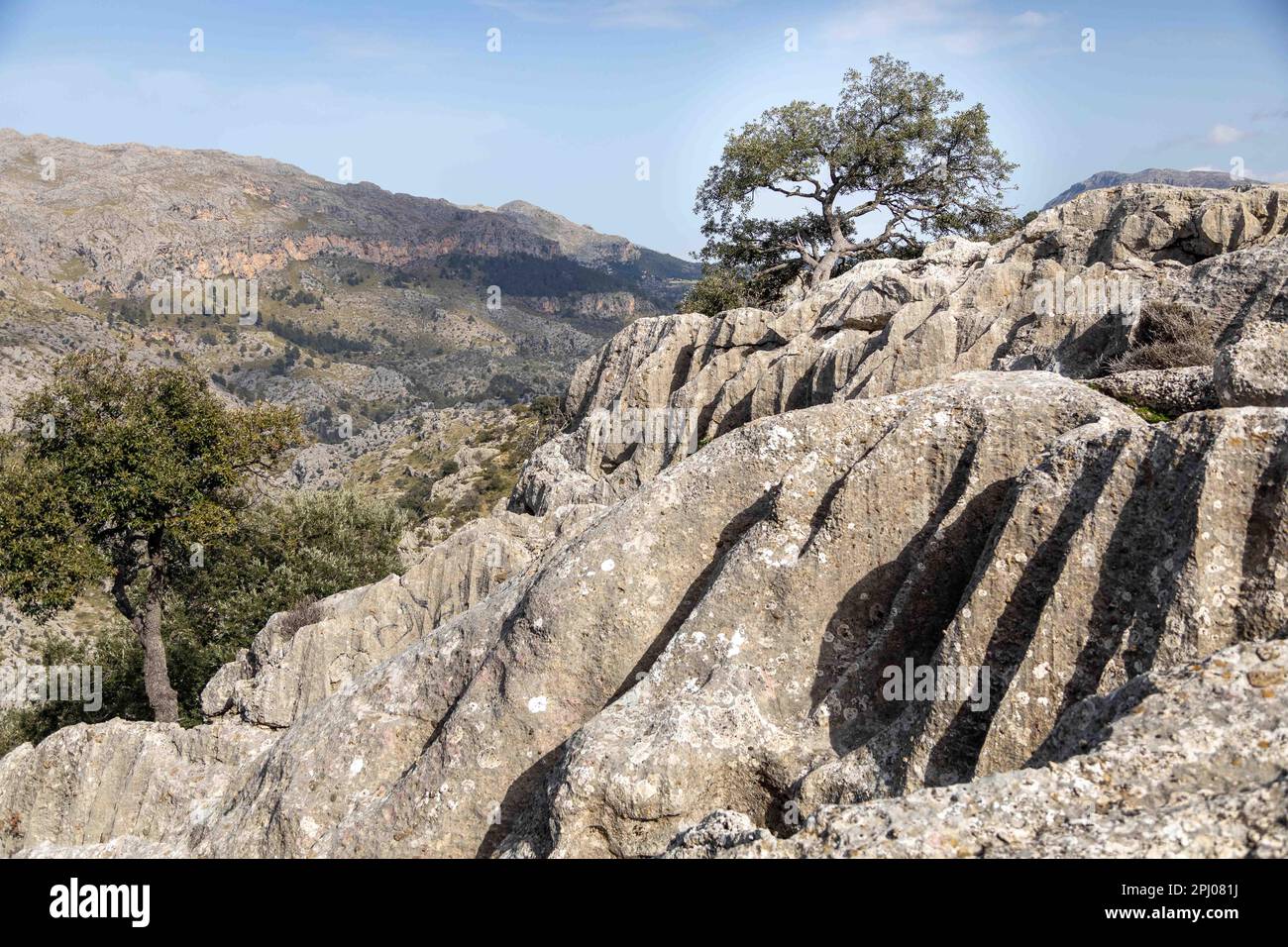 Rochers et arbres dans la Tramuntana à Majorque Banque D'Images