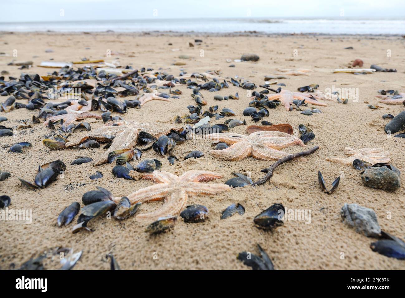 Saltburn-by-the-Sea, Yorkshire du Nord. 30th mars 2023. Des milliers de moules mortes, de palourdes de rasoir, de poissons étoiles et d'autres créatures marines, ainsi que de grandes quantités de charbon, se sont délavées sur la plage de Saltburn au cours des derniers jours. L’explication de l’Agence pour l’environnement est que les conditions météorologiques ont causé cet événement, mais certains locaux se demandent comment se sont produits les morts de tant de créatures marines, surtout à la lumière de la masse qui s’est éteinte le long de la côte nord-est en 2021, que certaines personnes ont liée à la pollution. Crédit : David Forster/Alamy Live News Banque D'Images