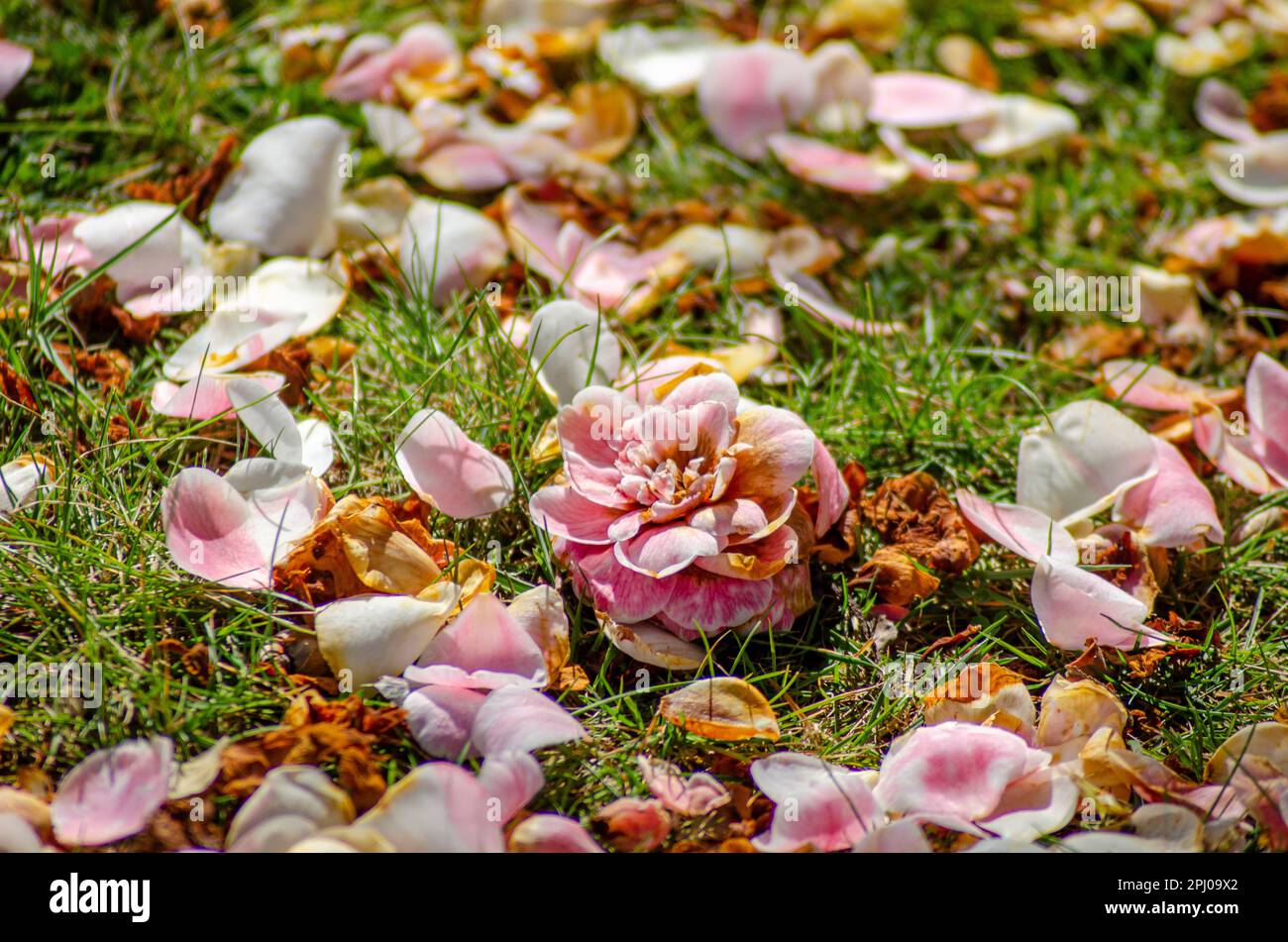 fleurs de magnolia tombées de l'arbre Banque D'Images