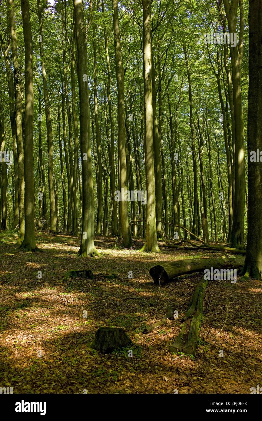 Forêt près du Koenigsstuhl, Ruegen, Mecklembourg-Poméranie occidentale, Allemagne Banque D'Images
