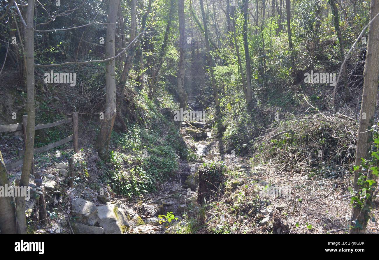 Magnifique paysage forestier de contrebois et ruisseau de montagne entre les rochers au printemps sous le soleil fort brillant à travers les arbres. Banque D'Images