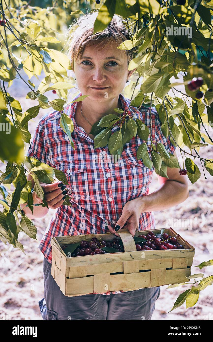 Femme cueillant des cerises dans le verger. Jardinier travaillant dans le jardin. Fermier tenant le panier avec des fruits mûrs Banque D'Images