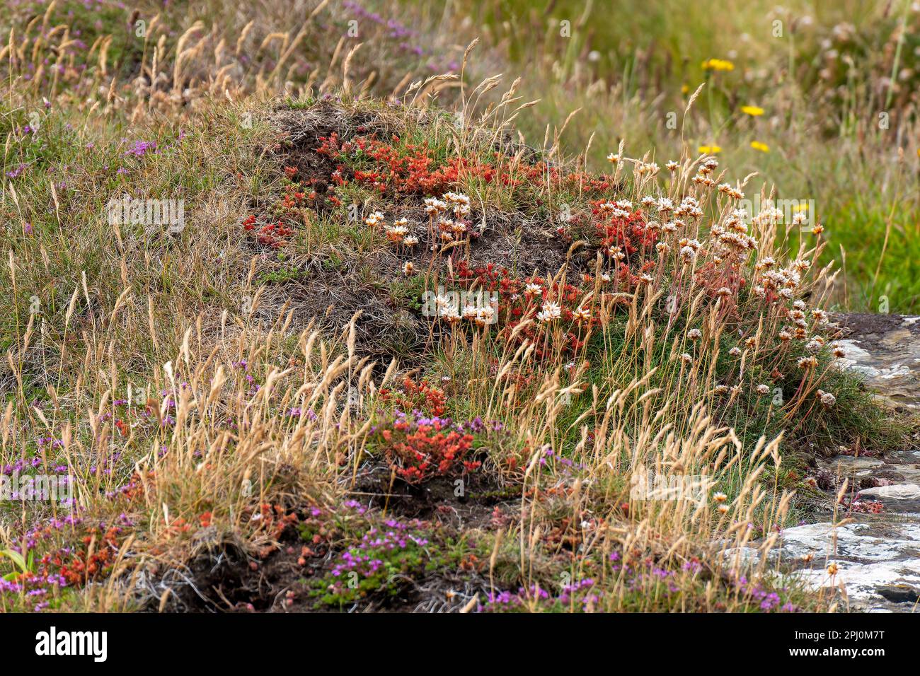 Une fleur commune dans le sud de l'Irlande. Belles plantes colorées. Paysage. Fleurs rouges et jaunes sur l'herbe Banque D'Images
