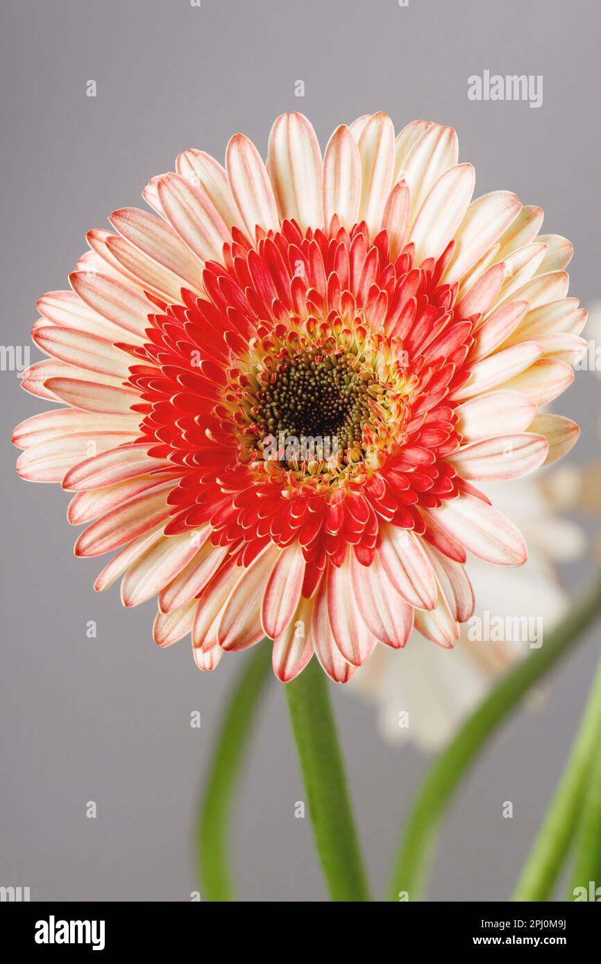 Jaune - gerberas roses sur fond gris clair gros plan Banque D'Images