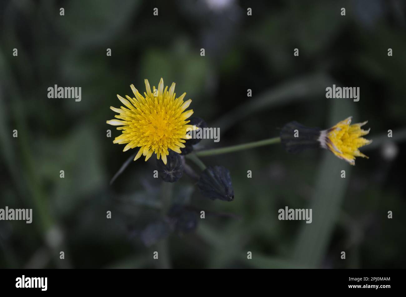 Daisy jaune, fleur de pissenlit de la famille Daisy. Banque D'Images