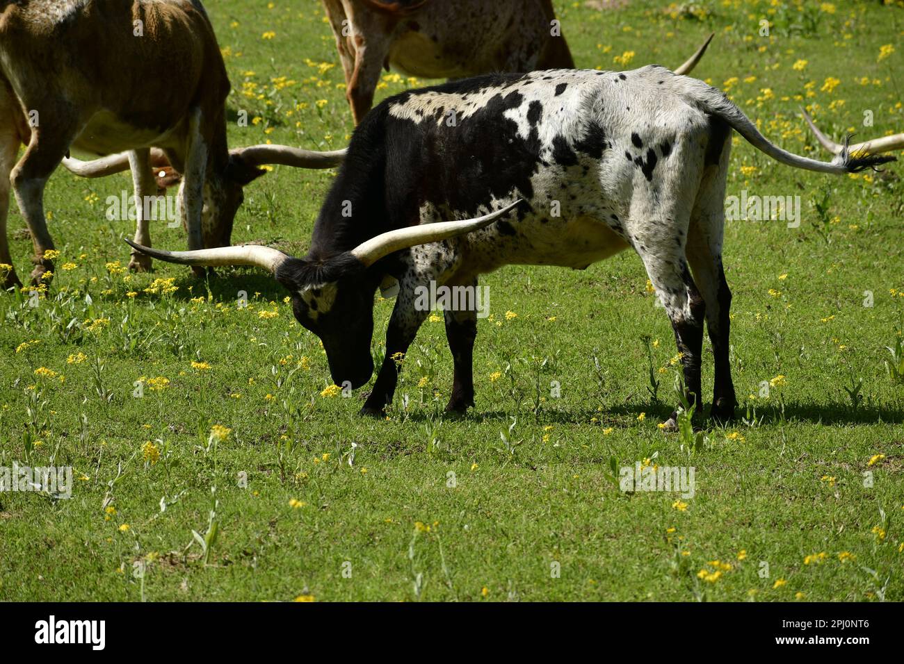 Une vache longhorn noire et blanche qui lève la tête. Banque D'Images