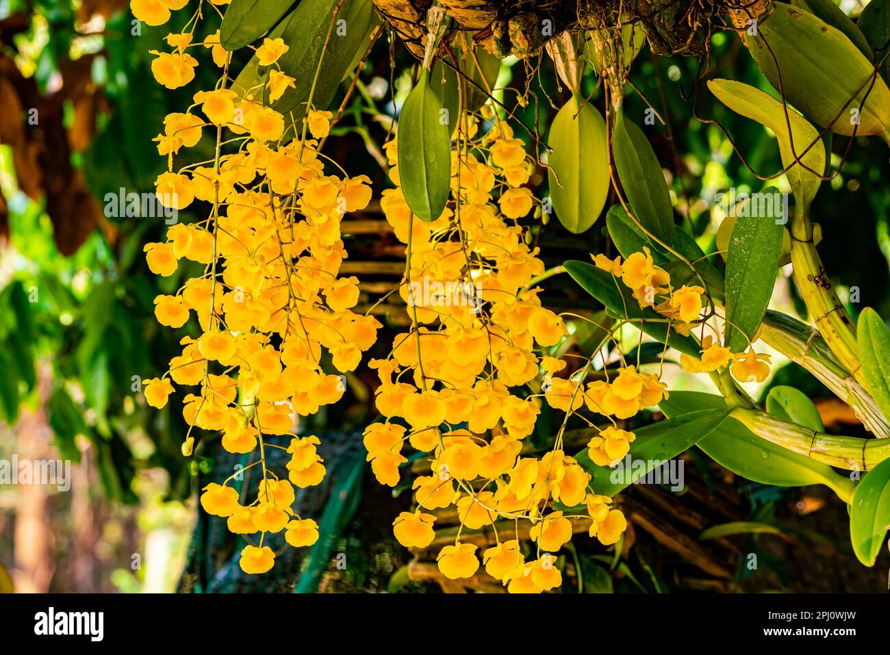 Bouquet de fleurs d'orchidées jaunes en fleurs ou de fleurs parfumées au Dendrobium lindleyi Steud ou au miel. Les fleurs fleurissent en été en Thaïlande. Banque D'Images