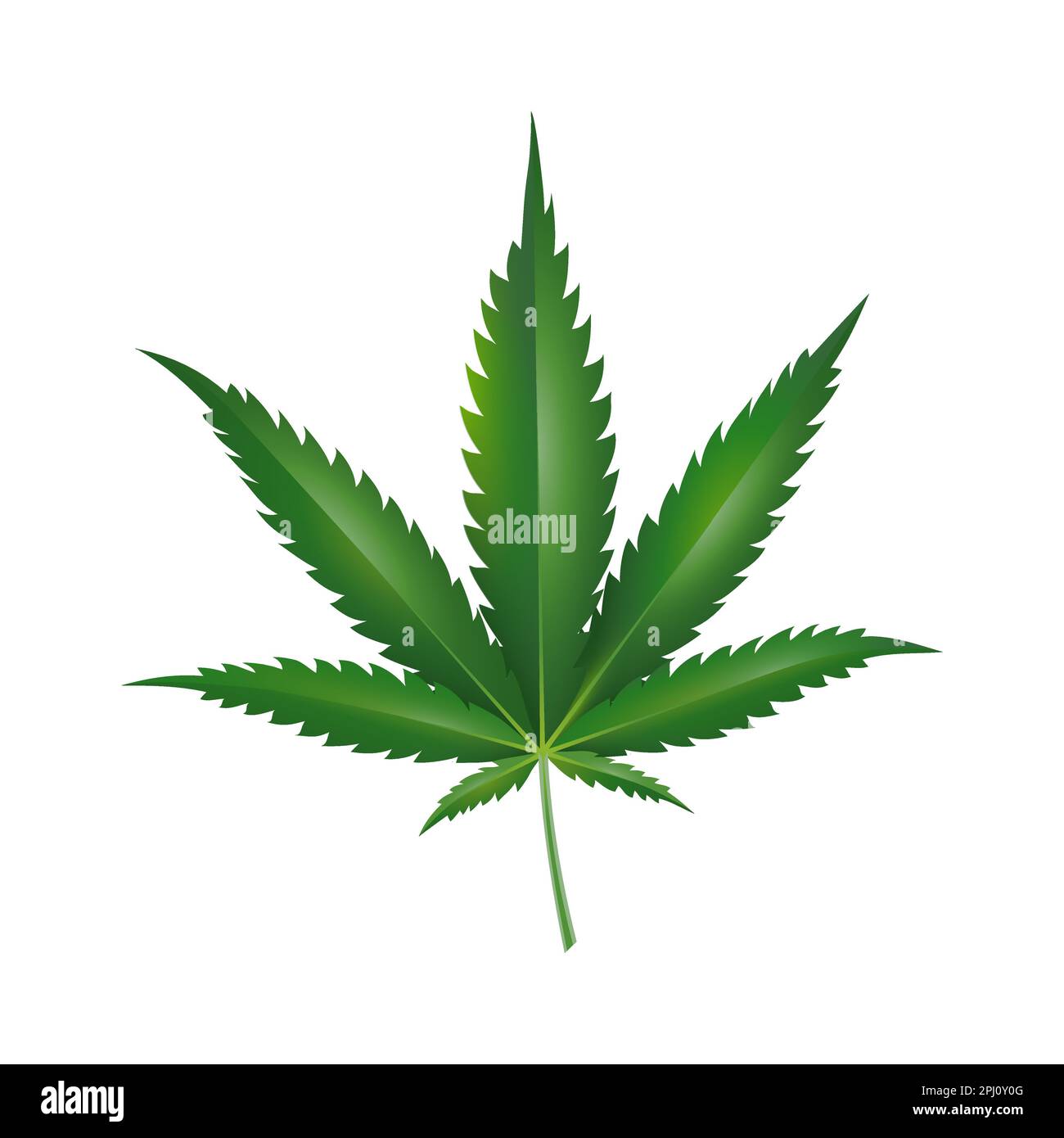 Feuille de marijuana. Illustration du vecteur de feuilles de chanvre vert. Logotype de médecine à base de plantes. Isolé sur un fond blanc. Illustration de Vecteur