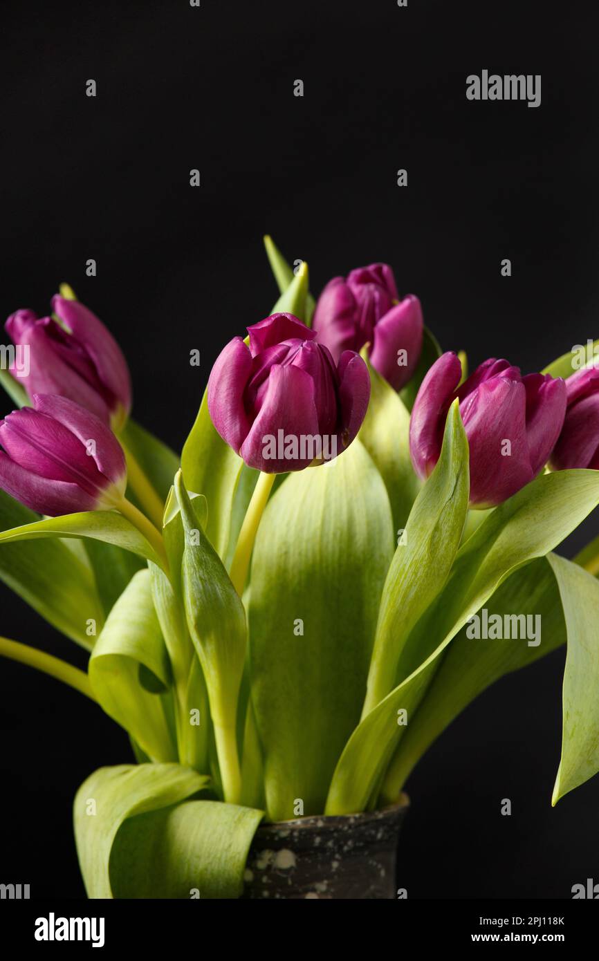 Bouquet de tulipes violettes sur fond sombre. Beaucoup de magnifiques tulipes violettes sur fond noir. Fleurs printanières dans un vase. International femmes Banque D'Images