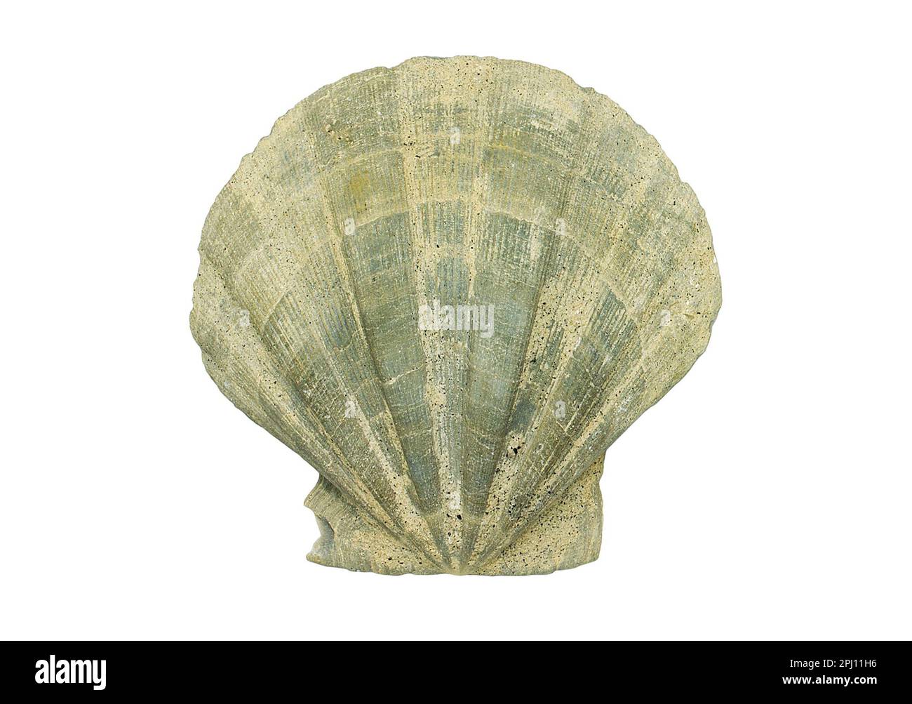 Coquille de pétoncle fossilisée, Chesapecten jeffersonius, spécimen fossile isolé sur fond blanc Banque D'Images