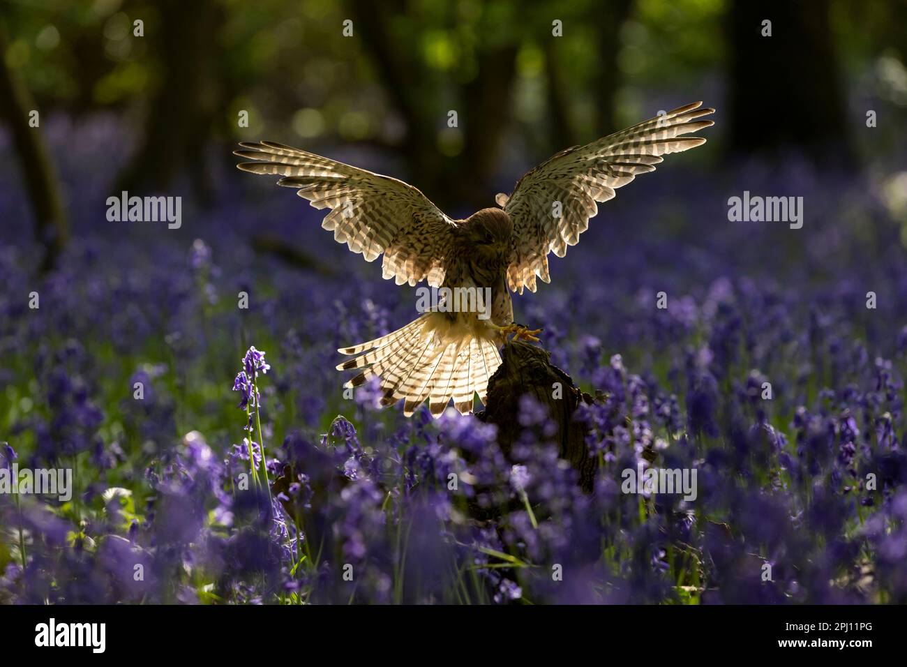 Kestrel (Falco tinnunculus) volant à travers une forêt de bluebell (jacinthoides non-scripta) au printemps Banque D'Images