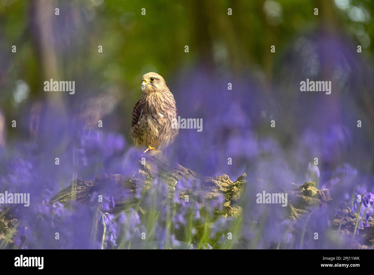 Kestrel (Falco tinnunculus) assis dans un bois de bluebell (jacinthoides non-scripta) au printemps. Banque D'Images