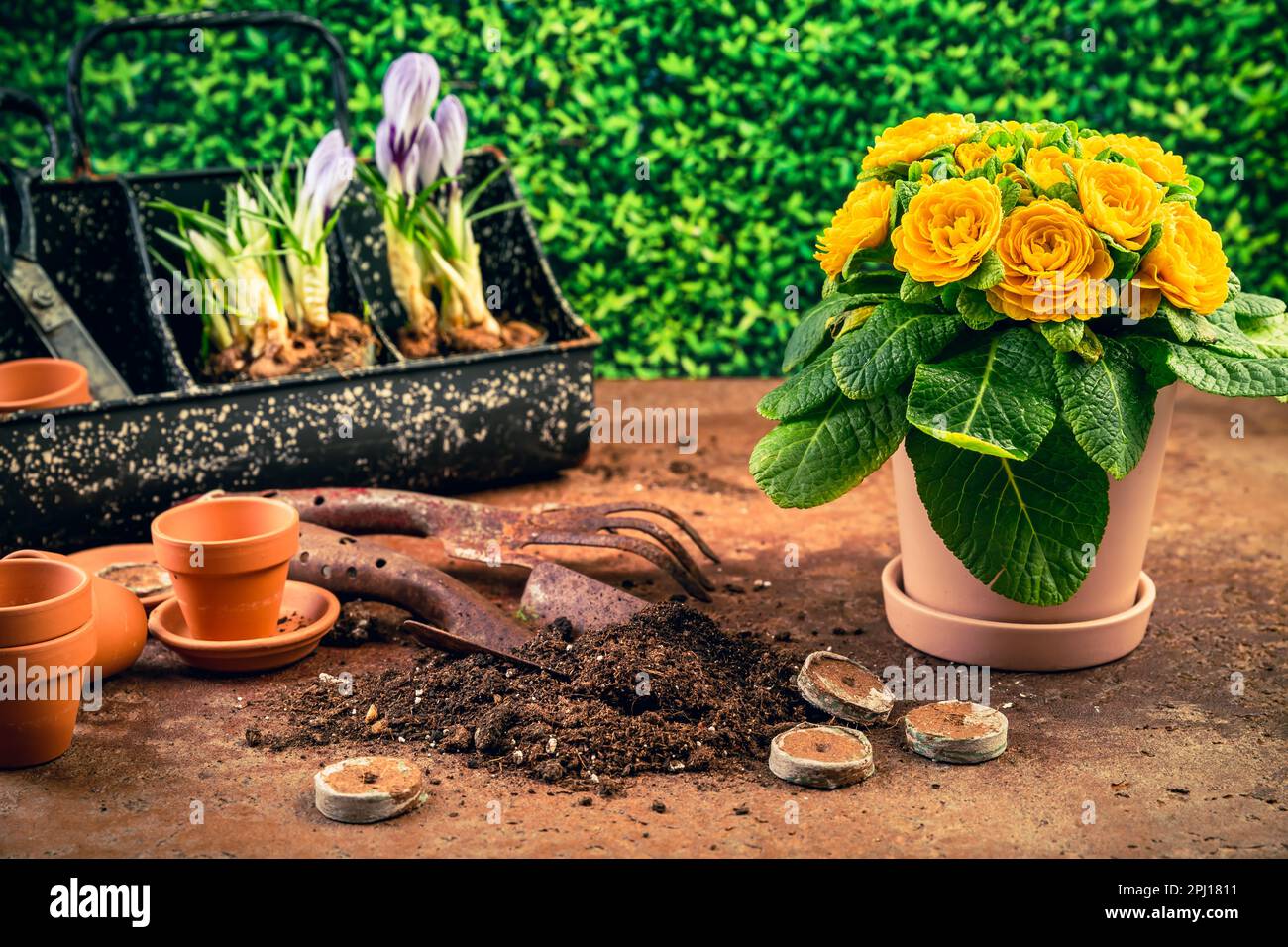 Concept de jardinage de printemps - outils de jardinage avec plantes, pots de fleurs et sol Banque D'Images