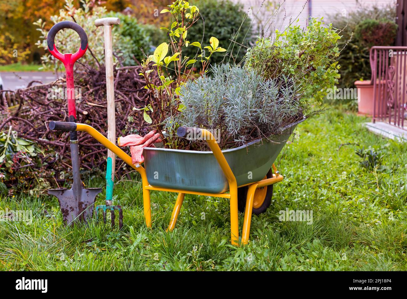 Chariot de jardin en métal rempli de plantes, lavande pour la plantation avec outil de jardin Banque D'Images