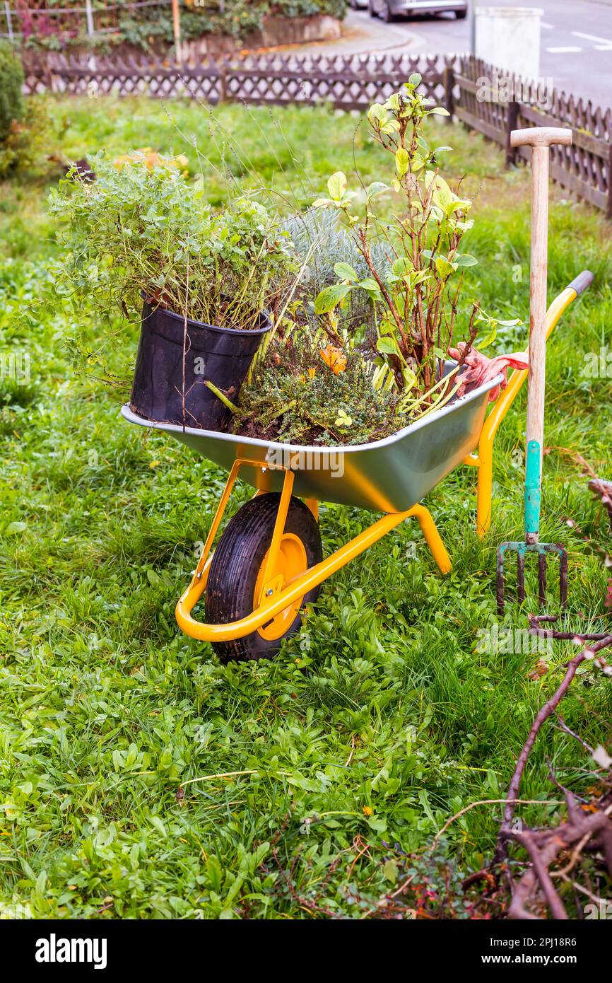 Chariot de jardin en métal rempli de plantes, lavande pour la plantation avec outil de jardin Banque D'Images