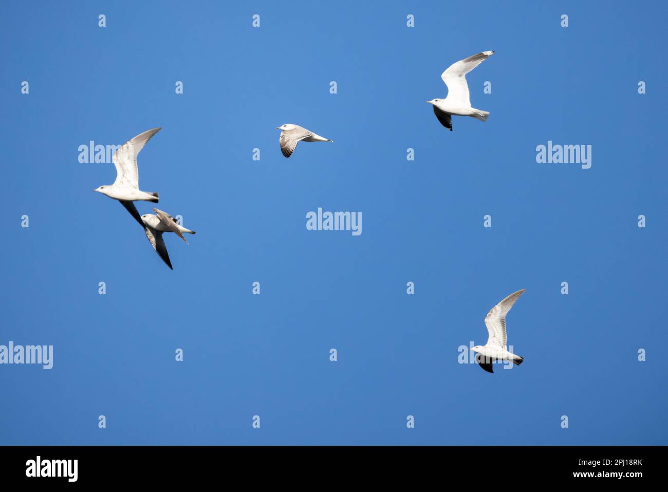 Cinq goélands à bec annulaire adultes volent dans un ciel bleu par une journée ensoleillée Banque D'Images