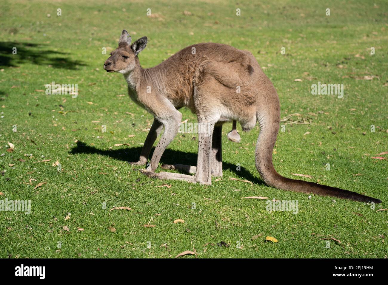 Parc national de Yanchep, Perth, Australie occidentale, découvrez des koalas, des kangourous et une abondance d'oiseaux dans ce parc reposant comprend un café et un hôtel. Banque D'Images