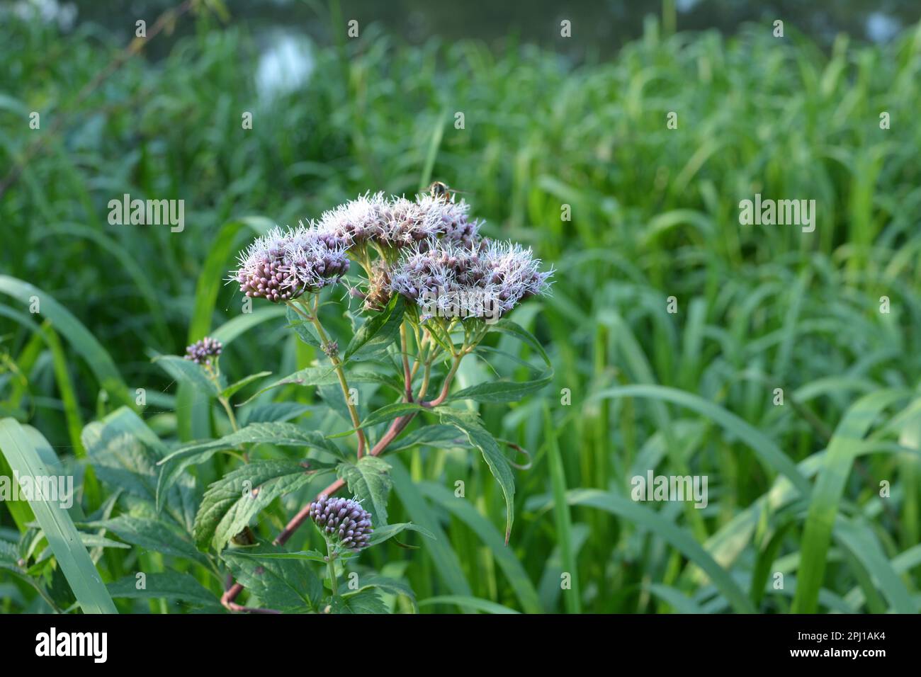 Il fleurit dans l'agrimony du chanvre sauvage (Eupatorium cannabinum) Banque D'Images