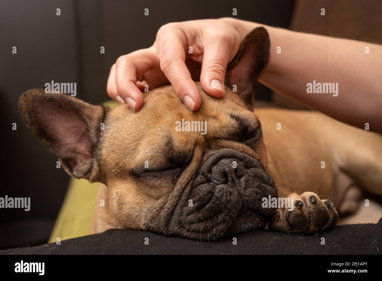 Bulldog français qui se met à la pétuler à la main, vue rapprochée du museau du chien. Banque D'Images