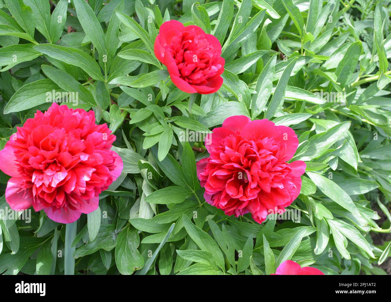 Dans le jardin sur un lit de fleurs de pivoine fleurs Banque D'Images