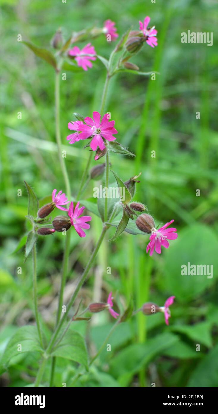 Silene dioica pousse au printemps dans la nature Banque D'Images