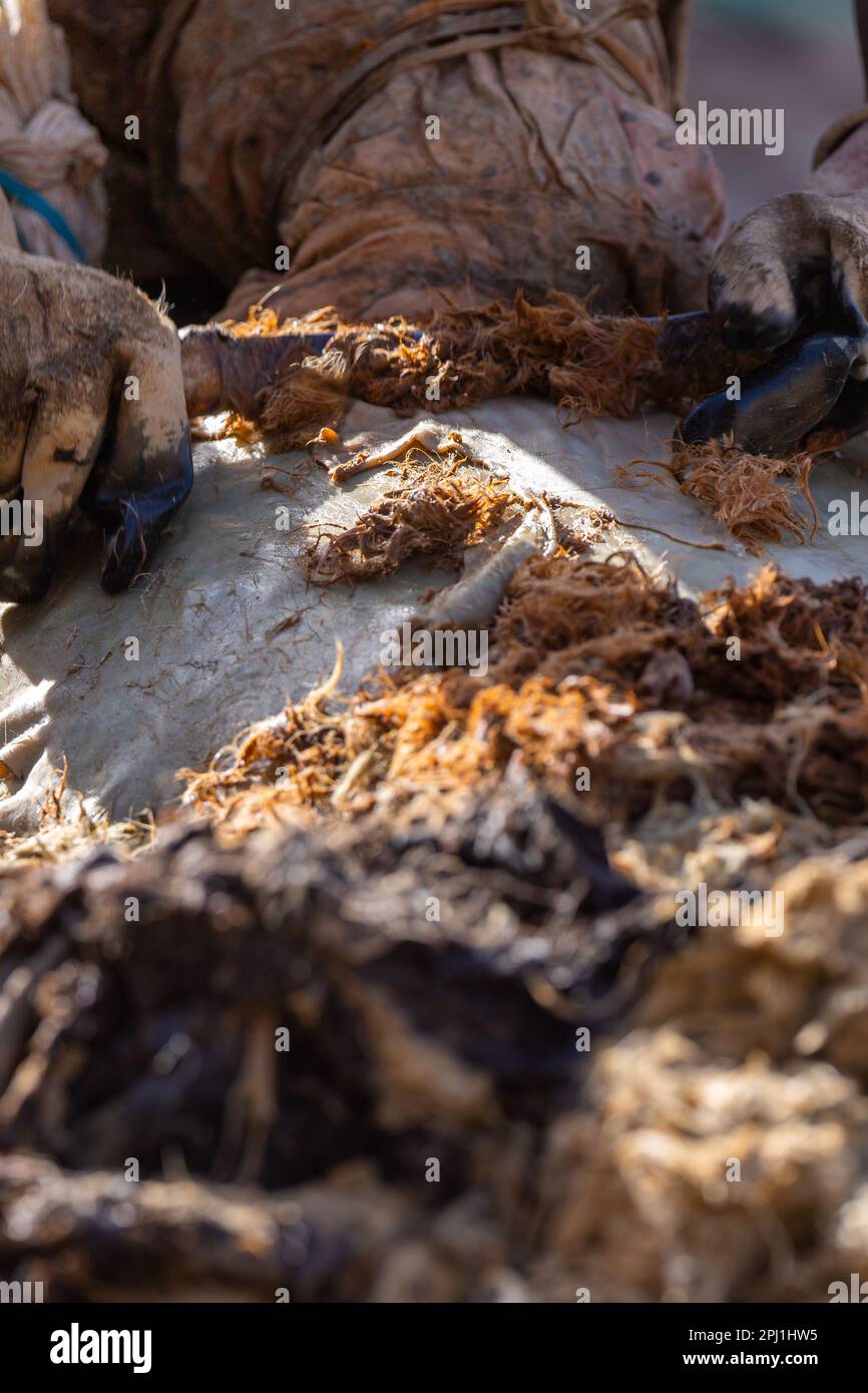 L'industrie du bronzage à Kano. Les tanneries locales de Kano sont les plus anciennes du Nigeria et elles sont aussi les plus grands fournisseurs de cuir au Nigeria. Cette tannerie locale produit des peaux de chèvre, de serpent, de crocodile et d'alligator qui sont exportées vers différentes parties du monde. Nigéria. Banque D'Images