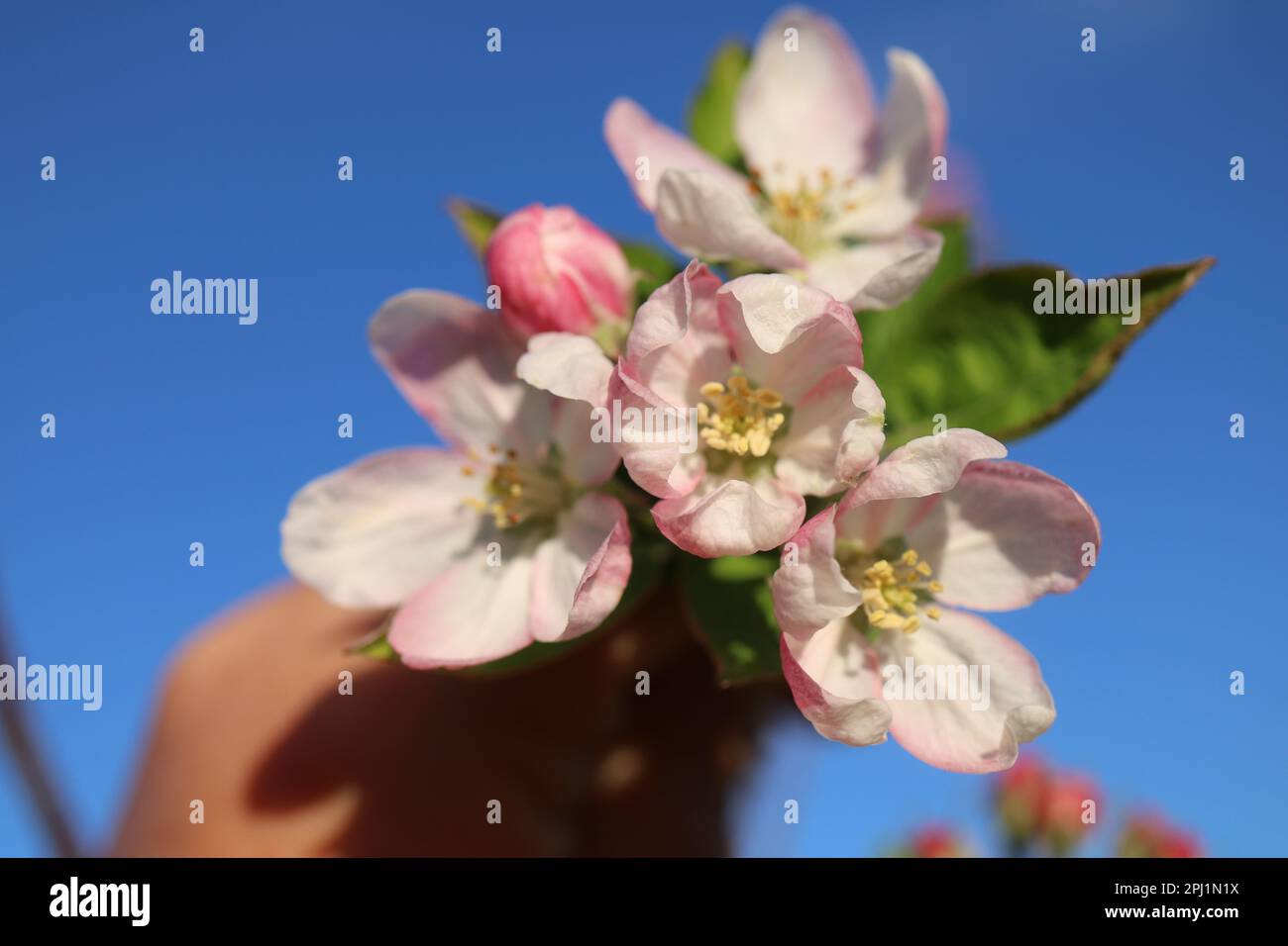 Main tenant des fleurs de pomme au printemps Banque D'Images