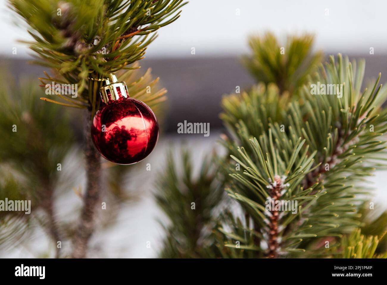 Gros plan d'un ornement de boule de Noël rouge de fête suspendu d'un arbre de Noël vert luxuriant Banque D'Images