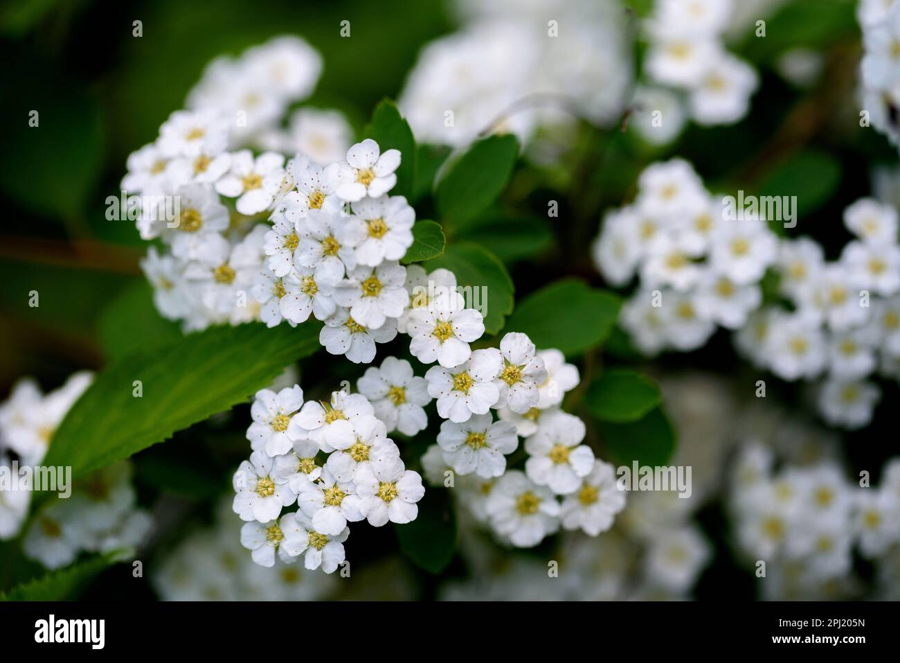 La spiraea cantoniensis, la spiraea de la Reeve, la spirée de la bridalcouronne, la double mai blanc, le cape mai ou mai buisson, est une espèce de plante indigène à la Chine, appartenance Banque D'Images