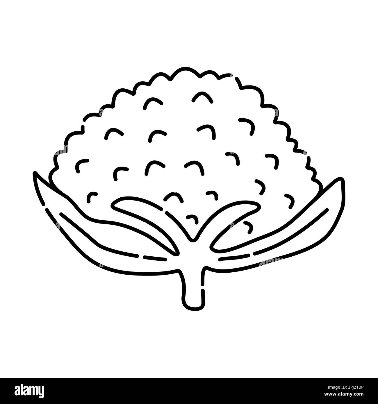 Illustration de la ligne vectorielle noire et blanche du chou-fleur Illustration de Vecteur