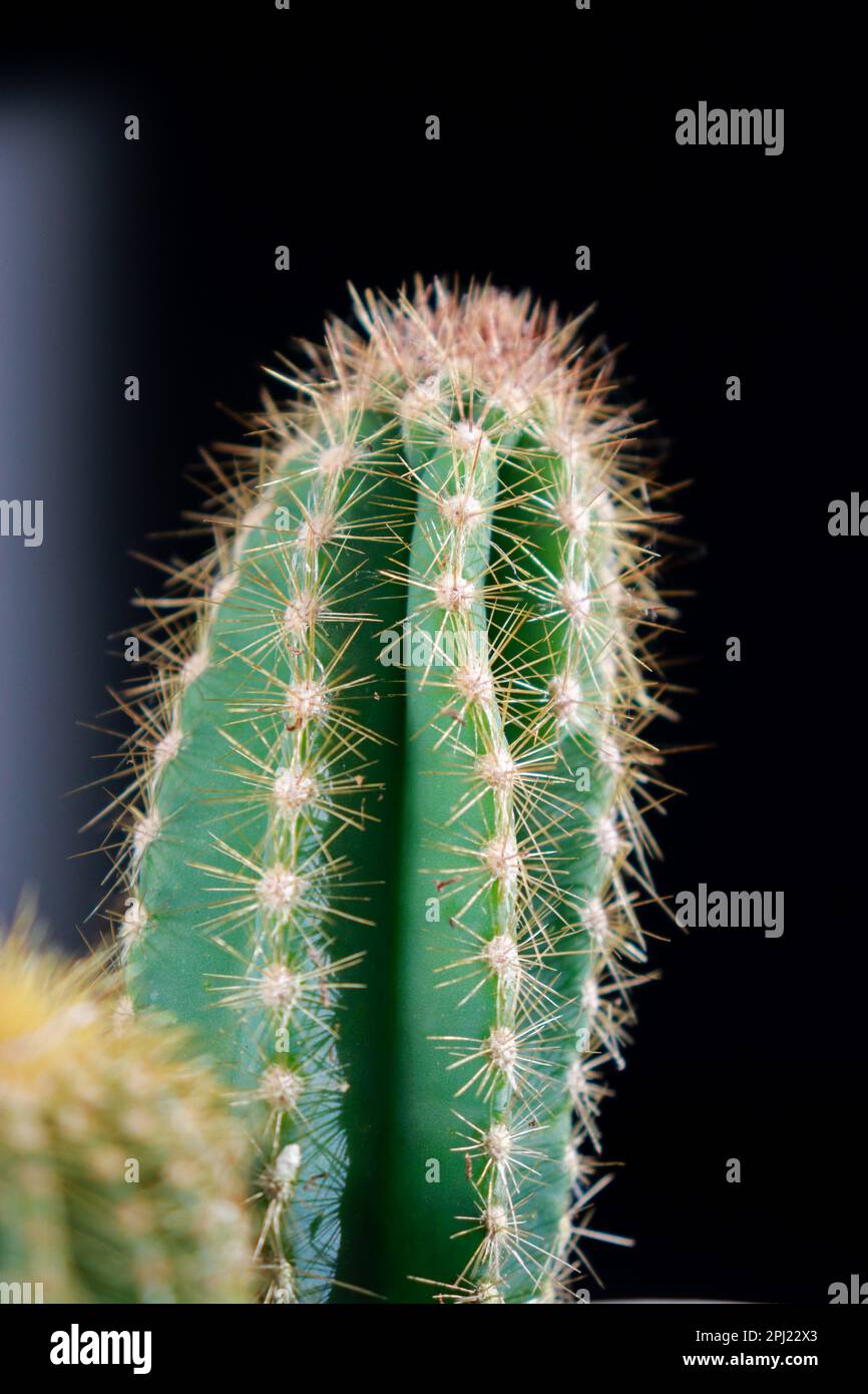 Gros plan de cactus texturés verts isolés sur fond noir Banque D'Images