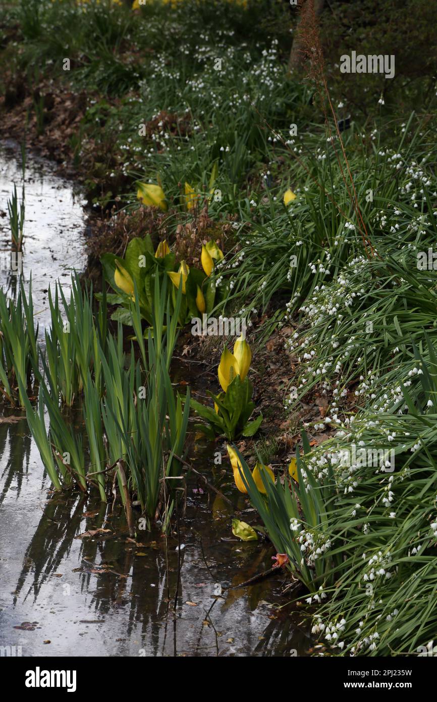 Skunk Cabbage (Lysichiton americanus) et Bridesmaid Flowers by Water Wisley Surrey England Banque D'Images