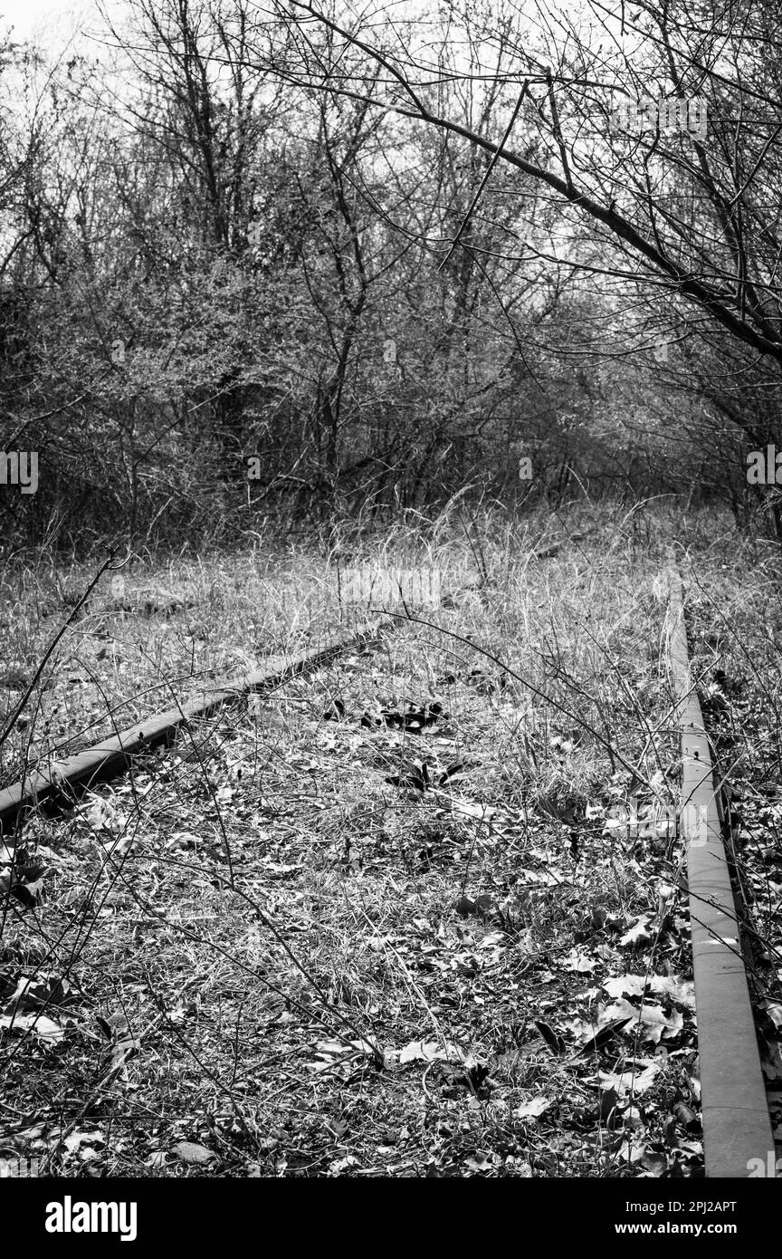 Voie de chemin de fer abandonnée dans les bois Banque D'Images