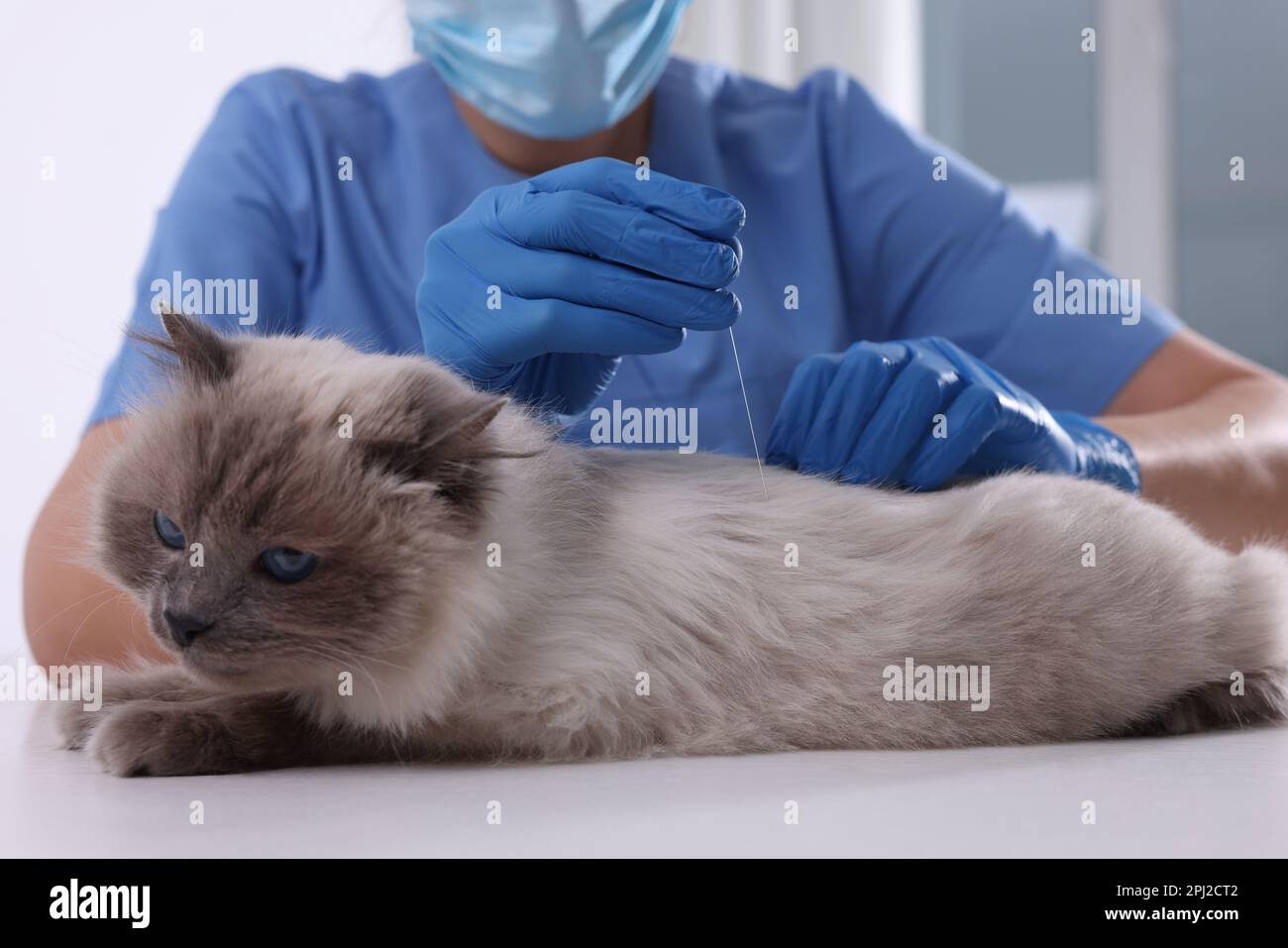 Vétérinaire tenant l'aiguille d'acupuncture près du dos du chat dans la clinique, gros plan. Traitement des animaux Banque D'Images