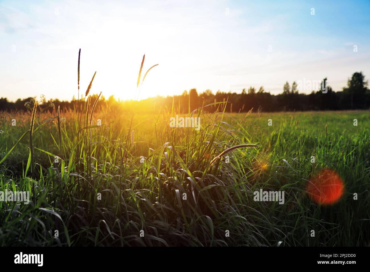 magnifique champ vert au coucher du soleil Banque D'Images