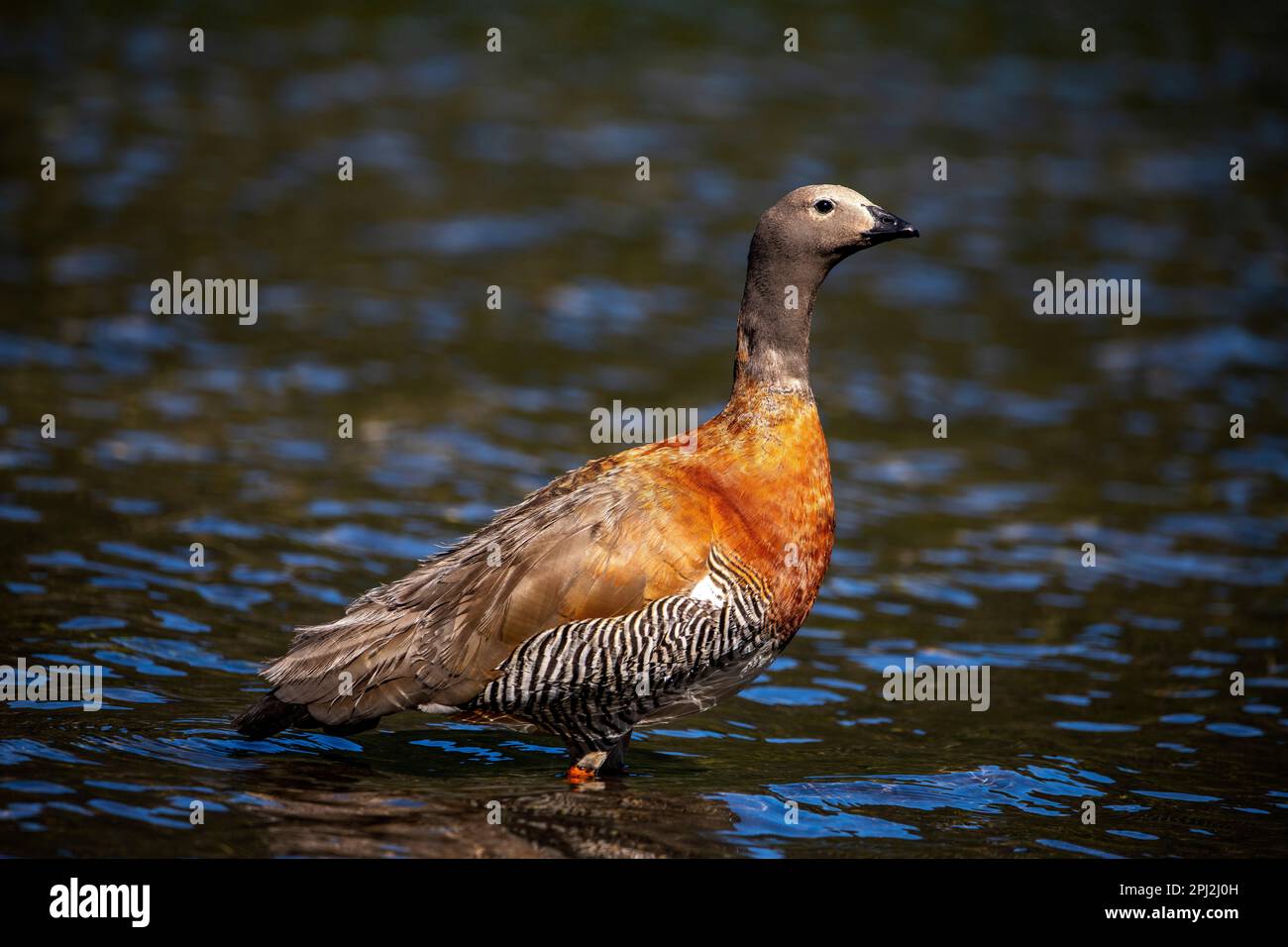 L'oie patagonienne (oie cendrée) est abondante sur les rives du lac Correntoso, Seven Lakes Road, Ruta 40, province de Neuquén, Argentine Banque D'Images