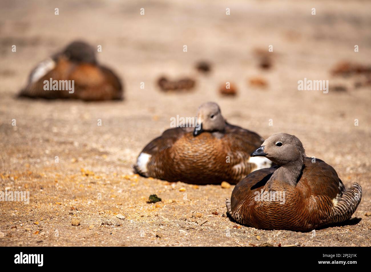 L'oie patagonienne (oie cendrée) est abondante sur les rives du lac Correntoso, Seven Lakes Road, Ruta 40, province de Neuquén, Argentine Banque D'Images