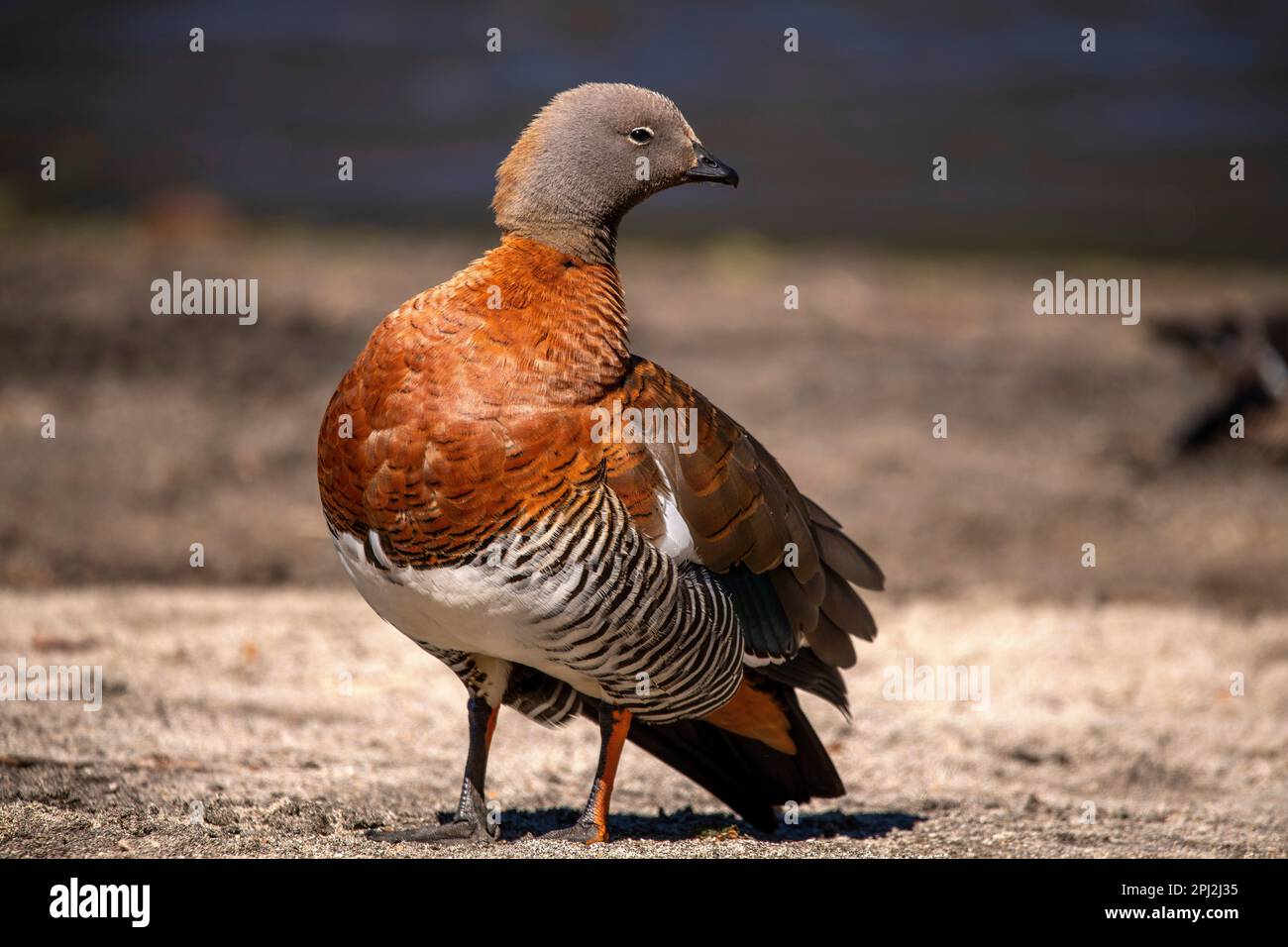 L'oie patagonienne (oie cendrée) est abondante sur les rives du lac Correntoso, Seven Lakes Road, Ruta 40, province de Neuquén, Argentine Banque D'Images