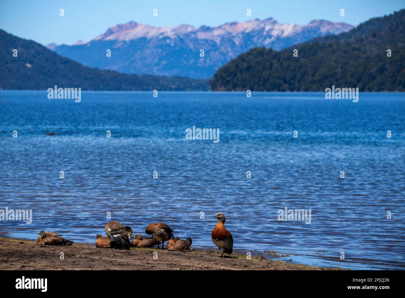 L'oie patagonienne (oie cendrée) est abondante sur les rives du lac Correntoso, Seven Lakes Road, Ruta 40, province de Neuquén, Argentine Banque D'Images