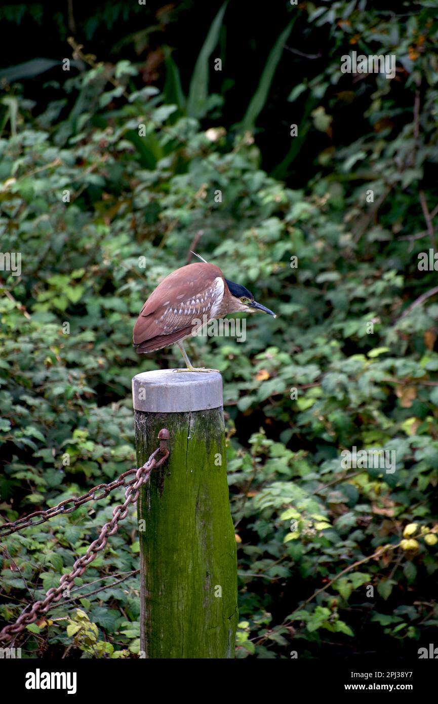 Un héron nocturne (Nycticorax Caledonicus) visite l'étang Pelican au zoo de Melbourne à Victoria, en Australie. Doit être la nourriture gratuite! Banque D'Images