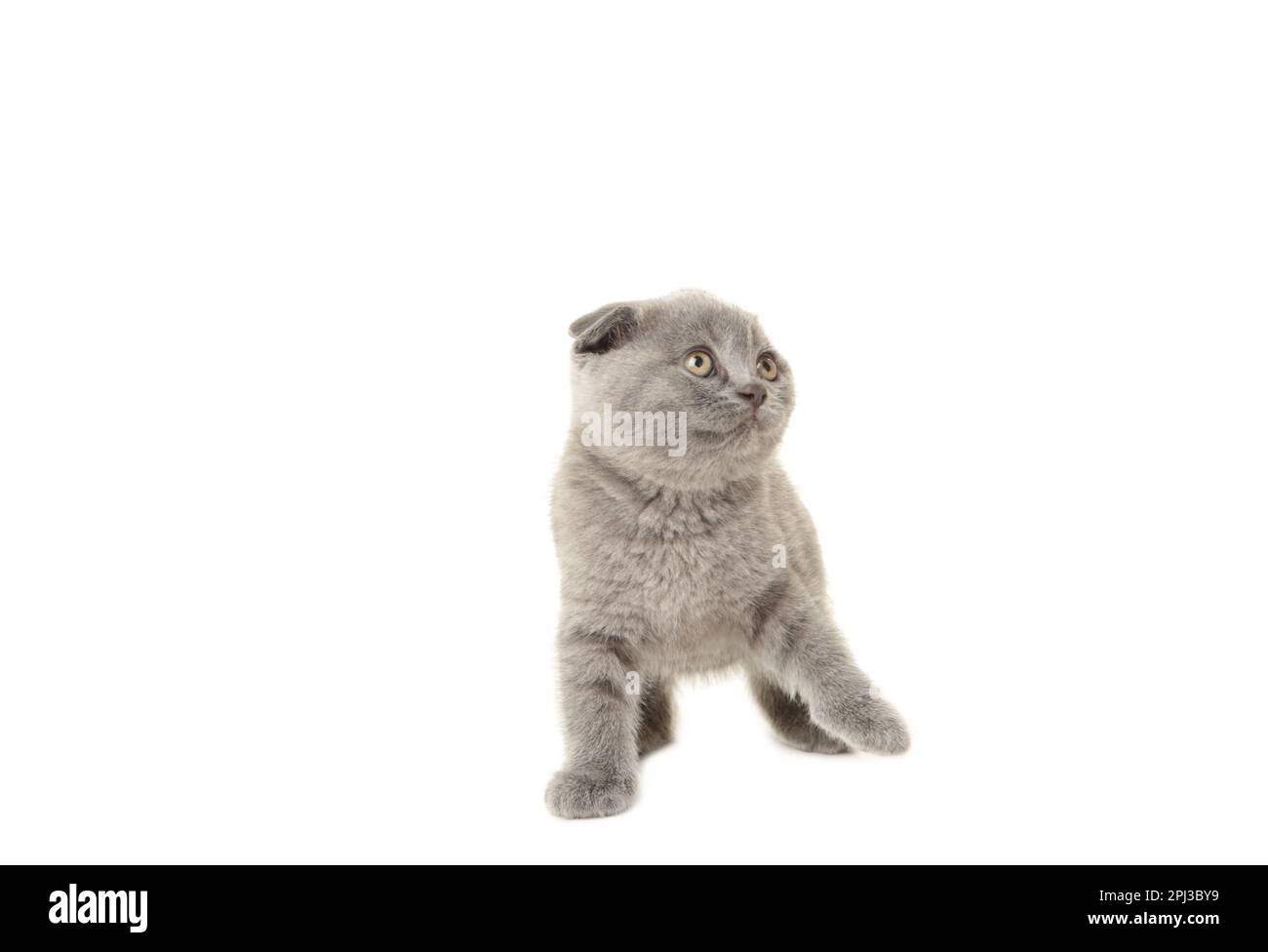 Chaton écossais gris isolé sur fond blanc, découpé. Vue de dessus Banque D'Images