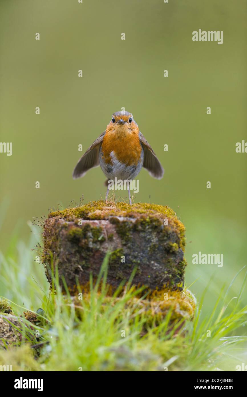 Robin européen erithacus rubecula, adulte perché sur une brique couverte de mousse avec des ailes ouvertes, Suffolk, Angleterre, mars Banque D'Images