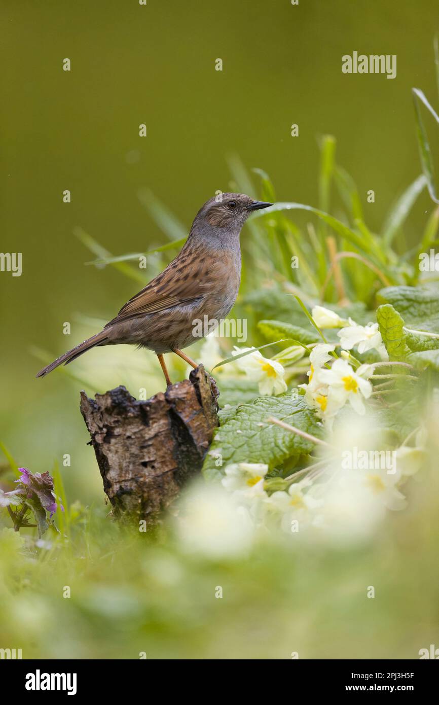 Dunnock Prunella modularis, adulte perchée sur une souche parmi Primrose Primula vulgaris, et rouge lamium purpueum, fleurs, Suffolk, Angleterre Banque D'Images