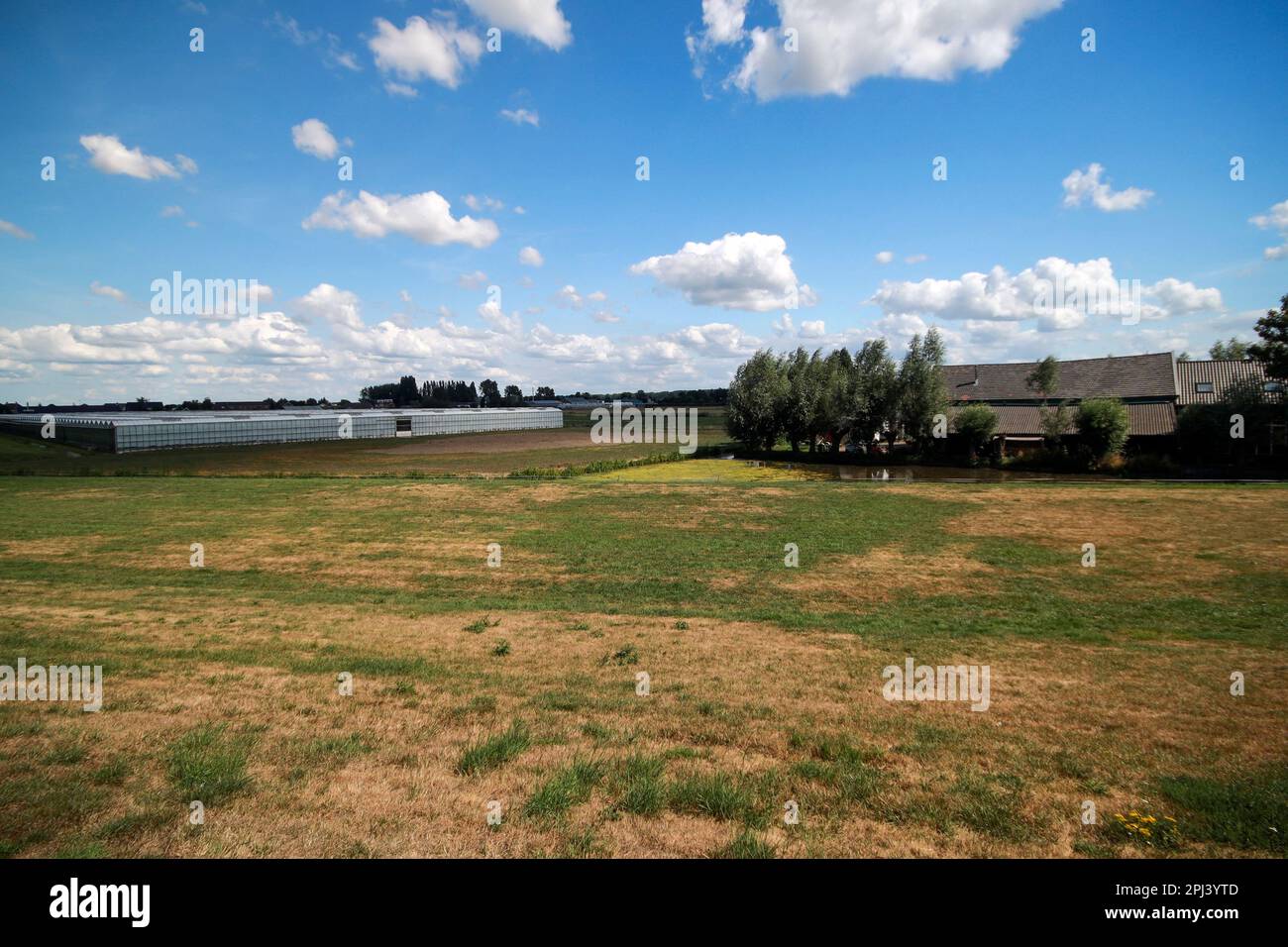 Prairie avec des animaux le long du Ringvaart du Zuidplaspolder à Nieuwerkerk Noord aux pays-Bas Banque D'Images